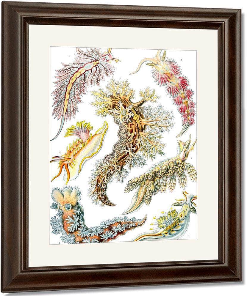 Art Forms In Nature Plate 43 Nudibranchia 1904 By Ernst Haeckel Fine Art Print