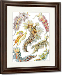 Art Forms In Nature Plate 43 Nudibranchia 1904 By Ernst Haeckel Fine Art Print