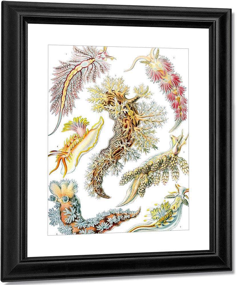 Art Forms In Nature Plate 43 Nudibranchia 1904 By Ernst Haeckel Fine Art Print