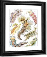Art Forms In Nature Plate 43 Nudibranchia 1904 By Ernst Haeckel Fine Art Print