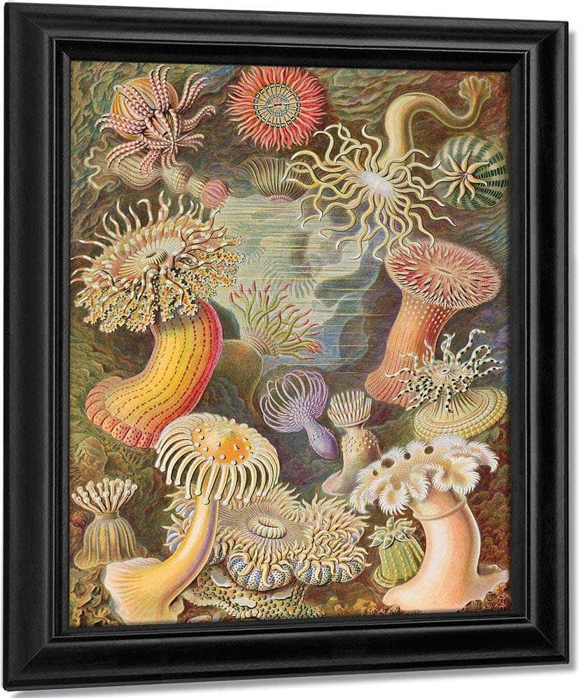 Art Forms In Nature Plate 49 Actiniae 1904 By Ernst Haeckel Fine Art Print