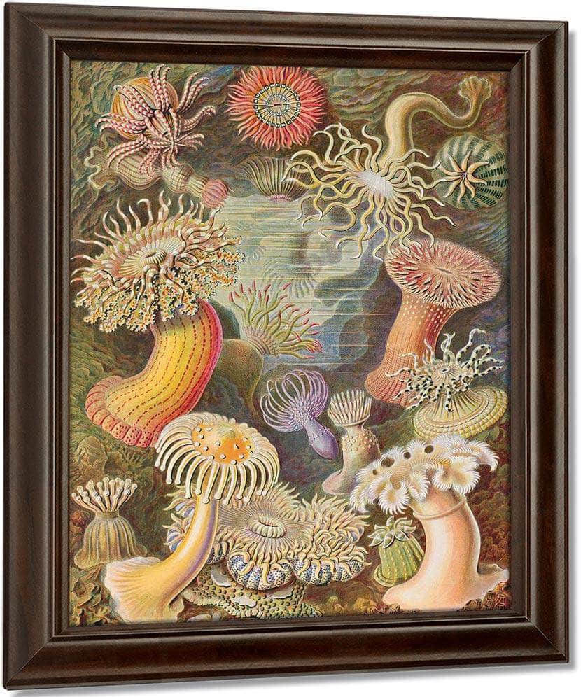 Art Forms In Nature Plate 49 Actiniae 1904 By Ernst Haeckel Fine Art Print