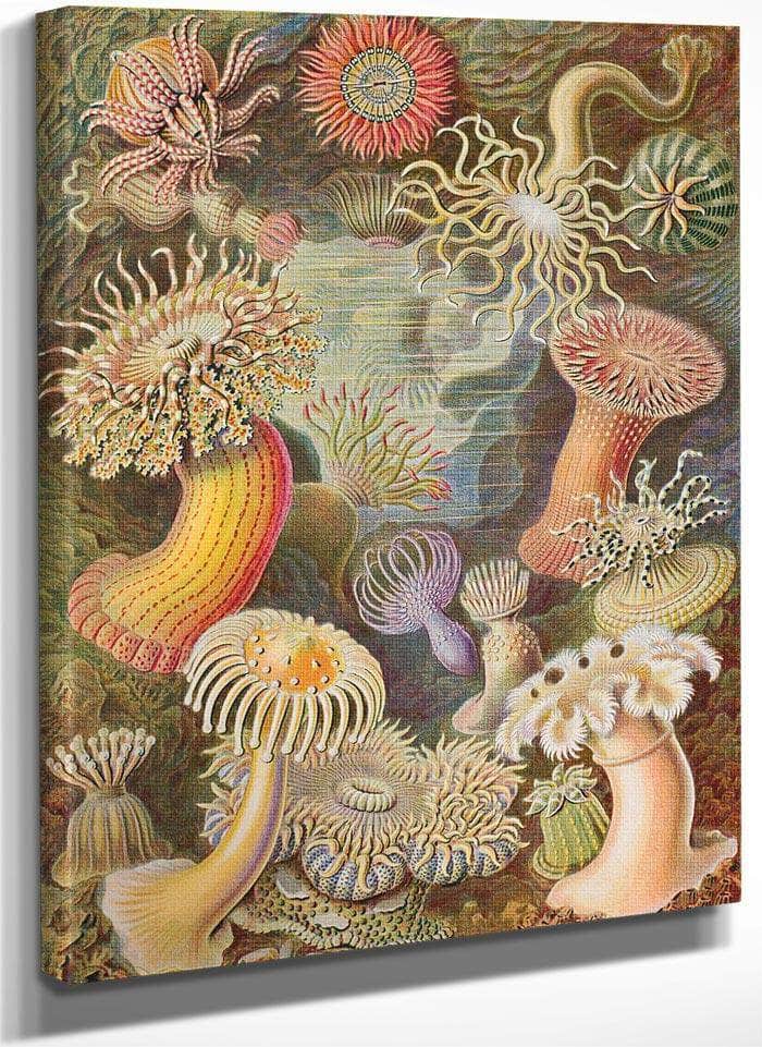 Art Forms In Nature Plate 49 Actiniae 1904 By Ernst Haeckel Fine Art Print
