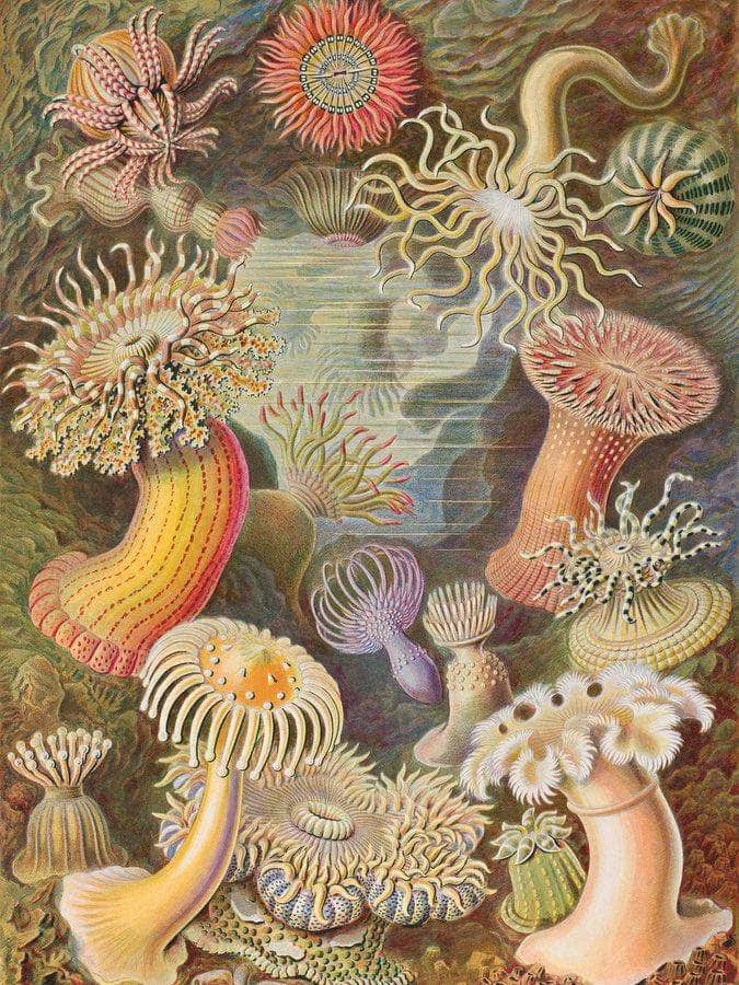 Art Forms In Nature Plate 49 Actiniae 1904 By Ernst Haeckel Fine Art Print