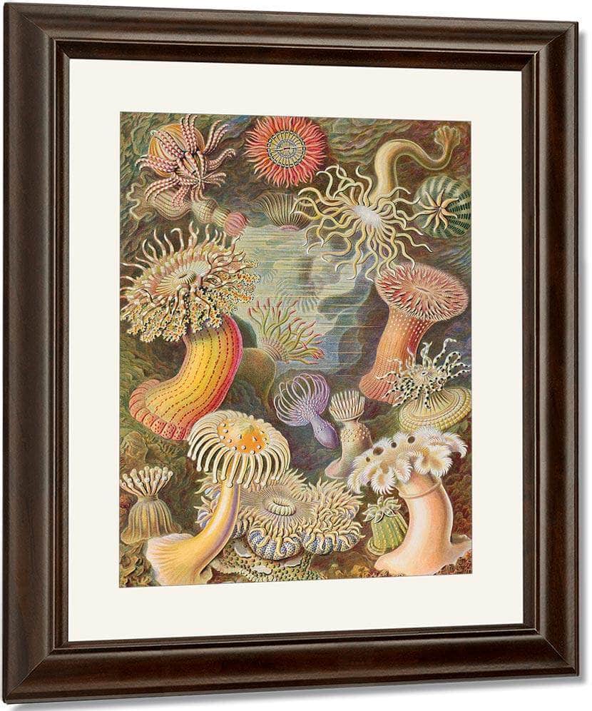 Art Forms In Nature Plate 49 Actiniae 1904 By Ernst Haeckel Fine Art Print