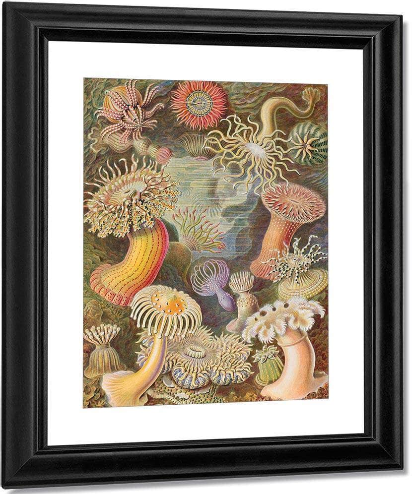 Art Forms In Nature Plate 49 Actiniae 1904 By Ernst Haeckel Fine Art Print