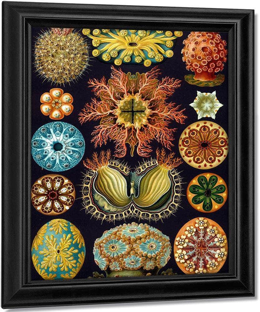 Art Forms In Nature Plate 49 Actiniae Copy 1904 By Ernst Haeckel Fine Art Print