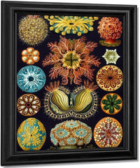 Art Forms In Nature Plate 49 Actiniae Copy 1904 By Ernst Haeckel Fine Art Print