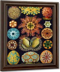 Art Forms In Nature Plate 49 Actiniae Copy 1904 By Ernst Haeckel Fine Art Print