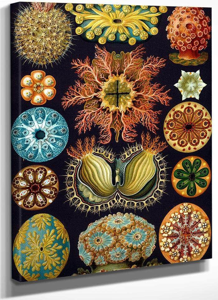 Art Forms In Nature Plate 49 Actiniae Copy 1904 By Ernst Haeckel Fine Art Print