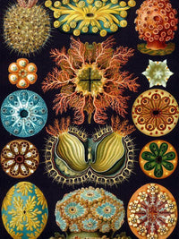 Art Forms In Nature Plate 49 Actiniae Copy 1904 By Ernst Haeckel Fine Art Print