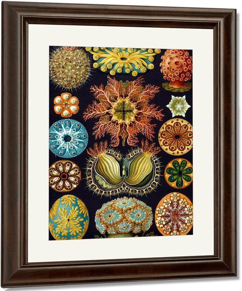 Art Forms In Nature Plate 49 Actiniae Copy 1904 By Ernst Haeckel Fine Art Print