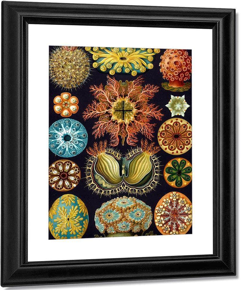 Art Forms In Nature Plate 49 Actiniae Copy 1904 By Ernst Haeckel Fine Art Print