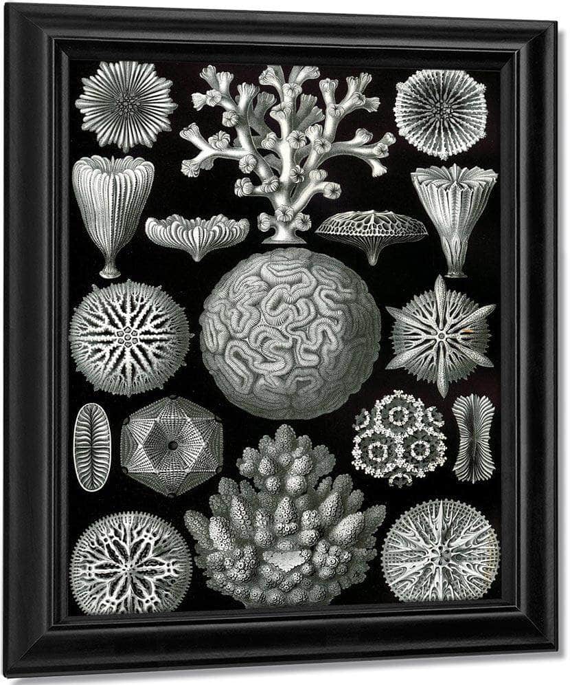 Art Forms In Nature Plate 58 Hexacoralla 1904 By Ernst Haeckel Fine Art Print