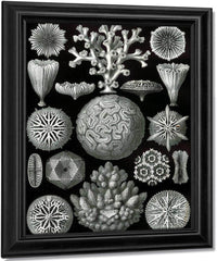 Art Forms In Nature Plate 58 Hexacoralla 1904 By Ernst Haeckel Fine Art Print