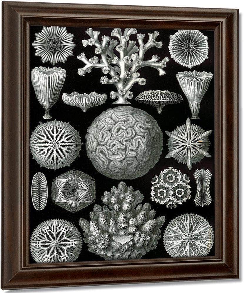 Art Forms In Nature Plate 58 Hexacoralla 1904 By Ernst Haeckel Fine Art Print