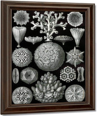 Art Forms In Nature Plate 58 Hexacoralla 1904 By Ernst Haeckel Fine Art Print