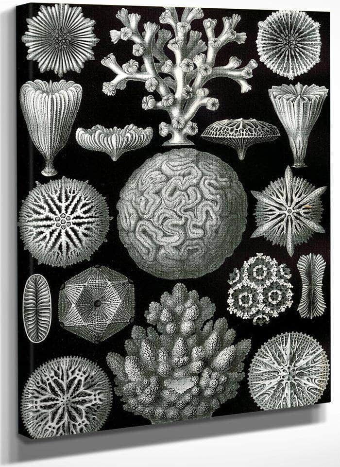 Art Forms In Nature Plate 58 Hexacoralla 1904 By Ernst Haeckel Fine Art Print