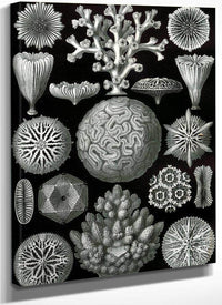 Art Forms In Nature Plate 58 Hexacoralla 1904 By Ernst Haeckel Fine Art Print