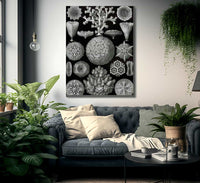 Art Forms In Nature Plate 58 Hexacoralla 1904 By Ernst Haeckel Fine Art Print