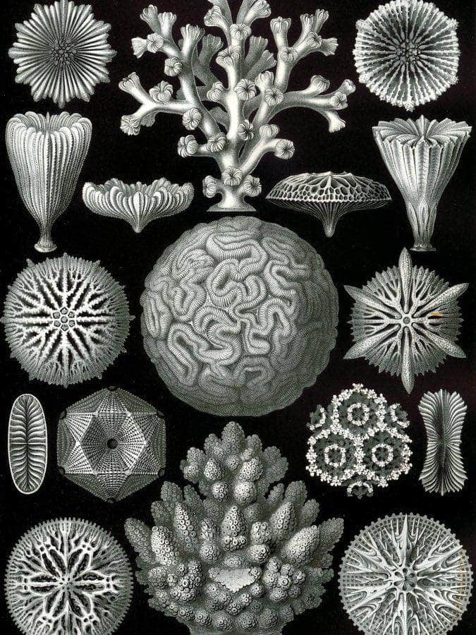 Art Forms In Nature Plate 58 Hexacoralla 1904 By Ernst Haeckel Fine Art Print