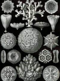 Art Forms In Nature Plate 58 Hexacoralla 1904 By Ernst Haeckel Fine Art Print