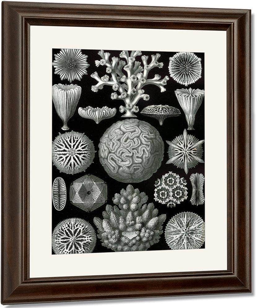 Art Forms In Nature Plate 58 Hexacoralla 1904 By Ernst Haeckel Fine Art Print