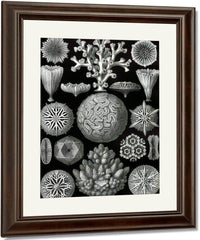 Art Forms In Nature Plate 58 Hexacoralla 1904 By Ernst Haeckel Fine Art Print