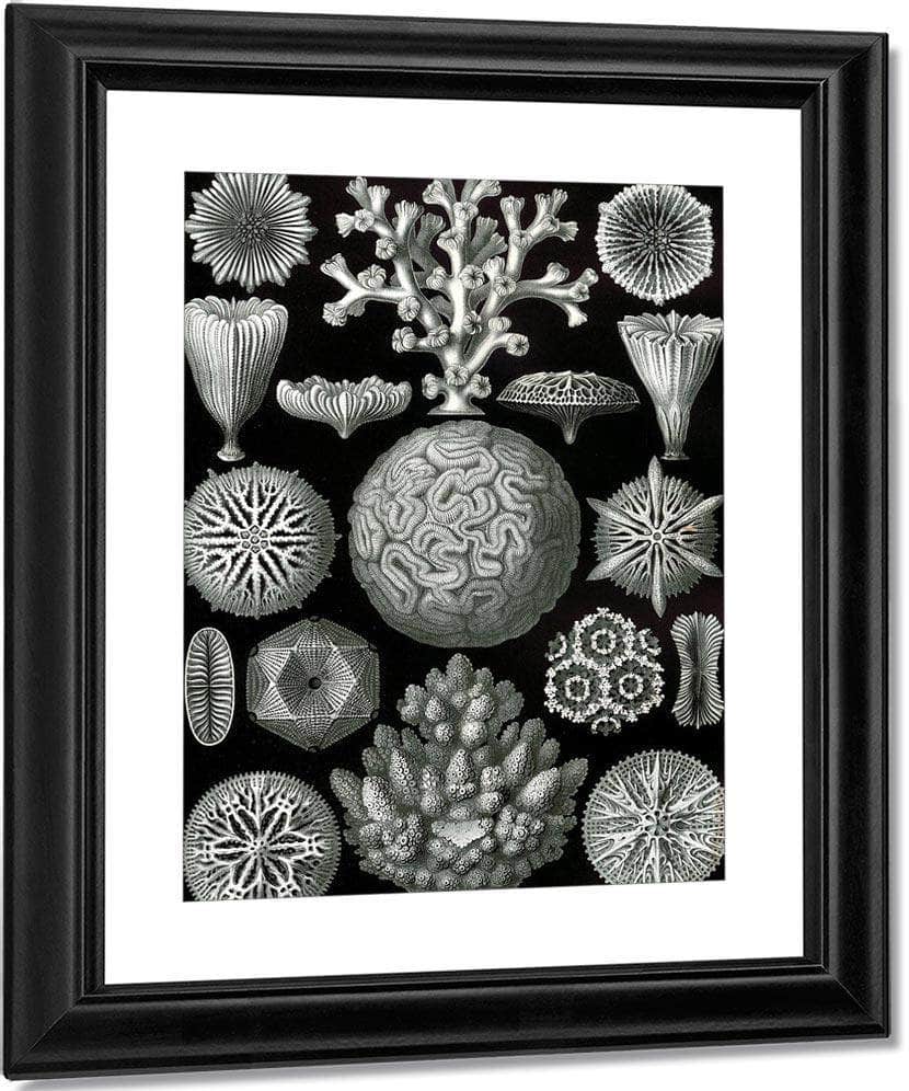 Art Forms In Nature Plate 58 Hexacoralla 1904 By Ernst Haeckel Fine Art Print