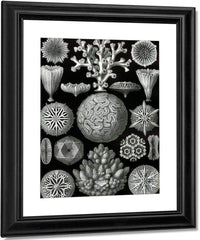 Art Forms In Nature Plate 58 Hexacoralla 1904 By Ernst Haeckel Fine Art Print