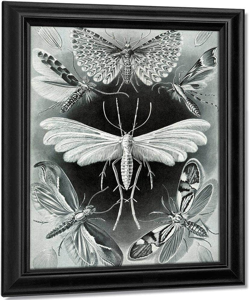 Art Forms In Nature Plate 58 Tineida 1904 By Ernst Haeckel Fine Art Print