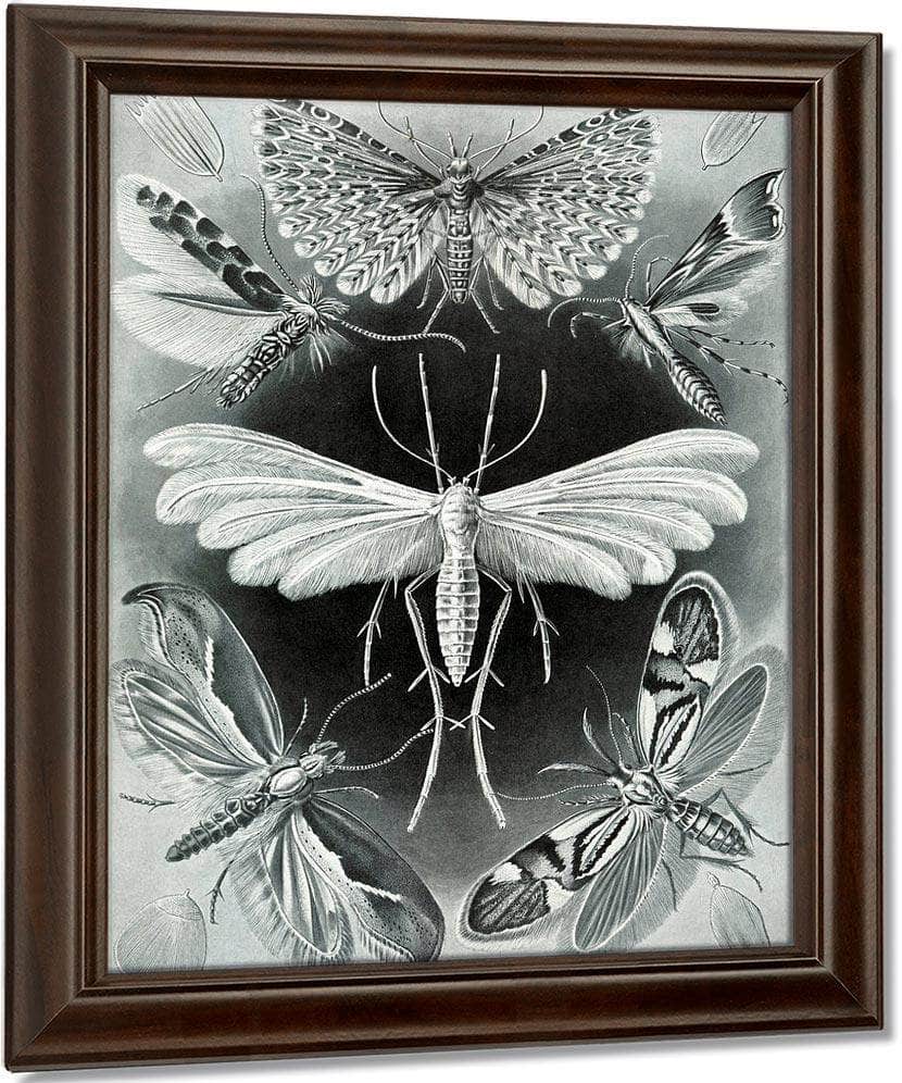 Art Forms In Nature Plate 58 Tineida 1904 By Ernst Haeckel Fine Art Print