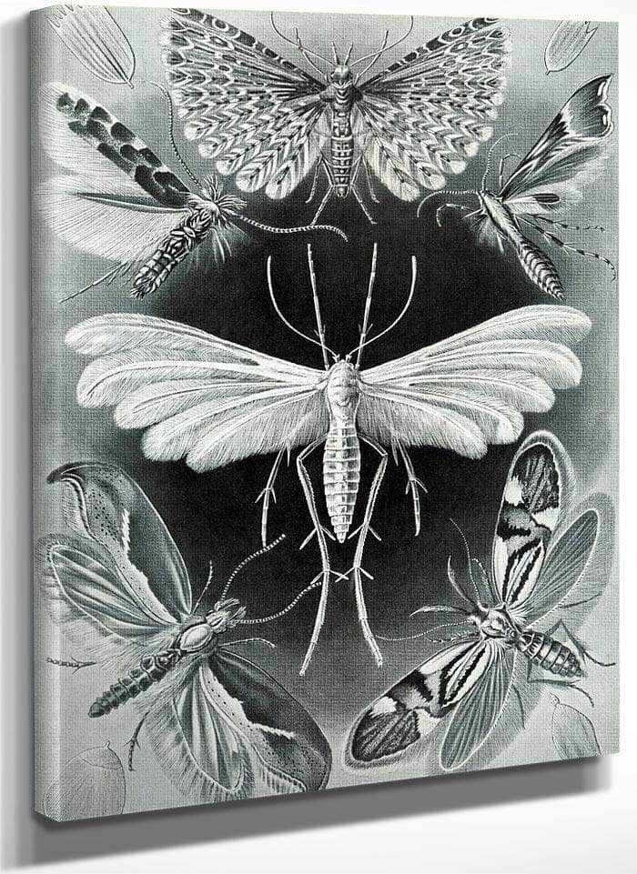 Art Forms In Nature Plate 58 Tineida 1904 By Ernst Haeckel Fine Art Print