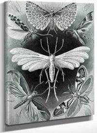 Art Forms In Nature Plate 58 Tineida 1904 By Ernst Haeckel Fine Art Print