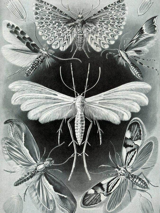 Art Forms In Nature Plate 58 Tineida 1904 By Ernst Haeckel Fine Art Print