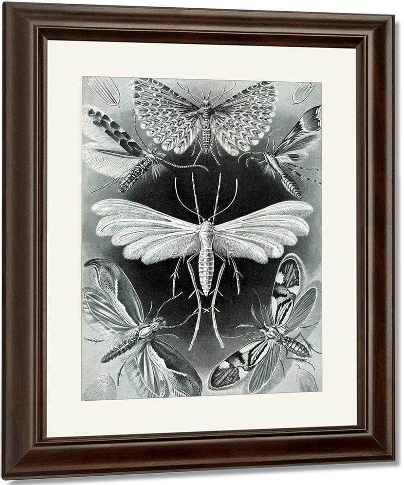 Art Forms In Nature Plate 58 Tineida 1904 By Ernst Haeckel Fine Art Print