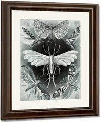 Art Forms In Nature Plate 58 Tineida 1904 By Ernst Haeckel Fine Art Print