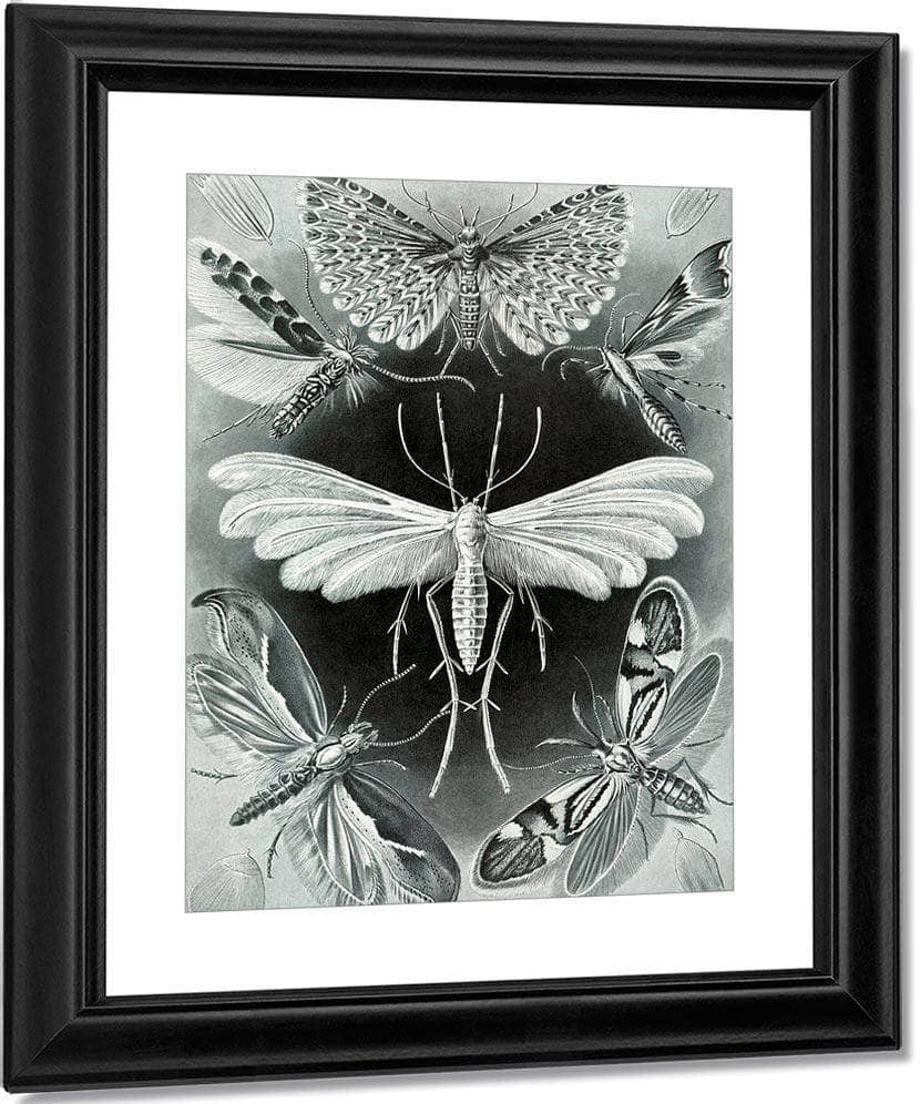 Art Forms In Nature Plate 58 Tineida 1904 By Ernst Haeckel Fine Art Print