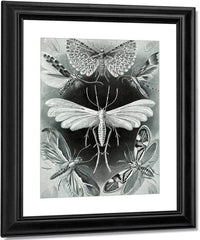 Art Forms In Nature Plate 58 Tineida 1904 By Ernst Haeckel Fine Art Print