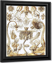 Art Forms In Nature Plate 6 Tubulariae 1904 By Ernst Haeckel Fine Art Print