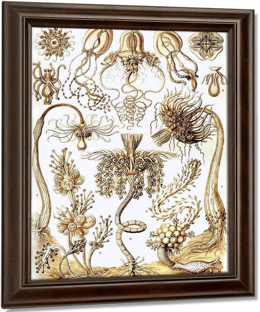 Art Forms In Nature Plate 6 Tubulariae 1904 By Ernst Haeckel Fine Art Print
