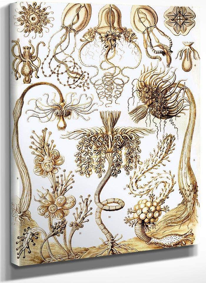Art Forms In Nature Plate 6 Tubulariae 1904 By Ernst Haeckel Fine Art Print