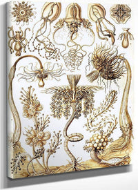 Art Forms In Nature Plate 6 Tubulariae 1904 By Ernst Haeckel Fine Art Print