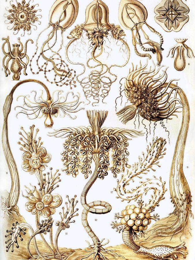 Art Forms In Nature Plate 6 Tubulariae 1904 By Ernst Haeckel Fine Art Print