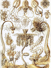 Art Forms In Nature Plate 6 Tubulariae 1904 By Ernst Haeckel Fine Art Print