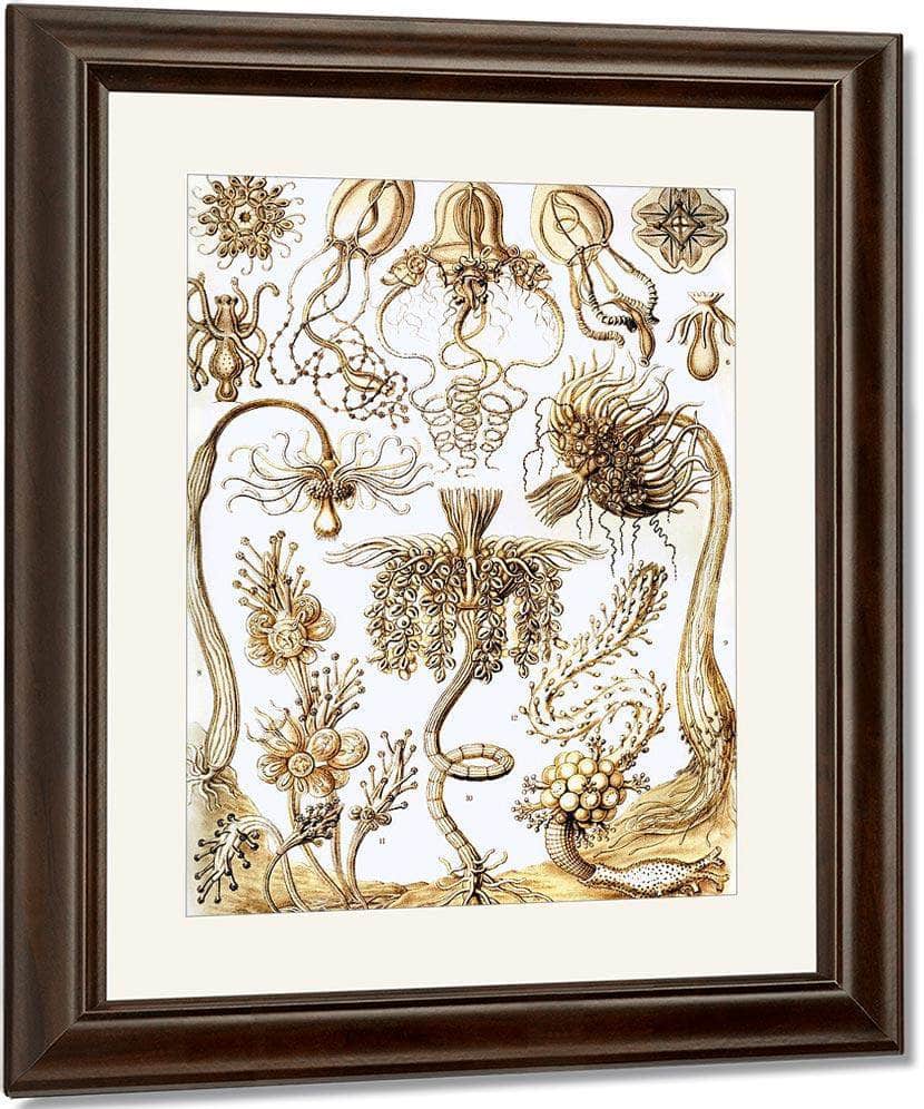 Art Forms In Nature Plate 6 Tubulariae 1904 By Ernst Haeckel Fine Art Print