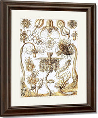Art Forms In Nature Plate 6 Tubulariae 1904 By Ernst Haeckel Fine Art Print