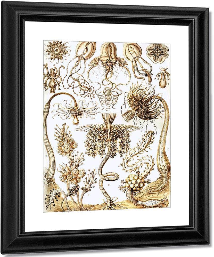 Art Forms In Nature Plate 6 Tubulariae 1904 By Ernst Haeckel Fine Art Print
