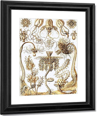 Art Forms In Nature Plate 6 Tubulariae 1904 By Ernst Haeckel Fine Art Print