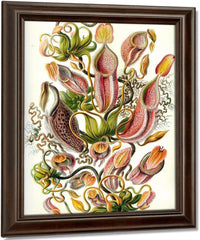 Art Forms In Nature Plate 62 Nepenthaceae 1904 By Ernst Haeckel Fine Art Print